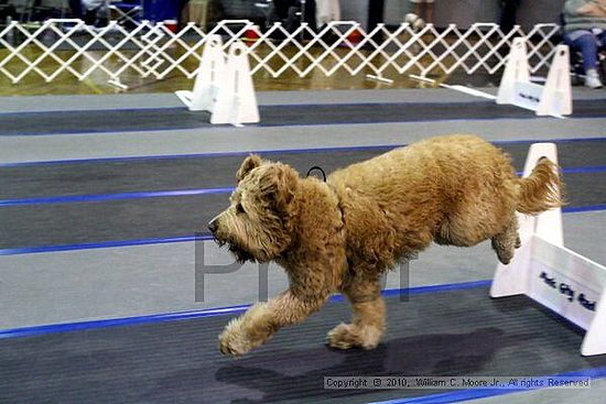 MCRD Unplugged Flyball Tournement<br />March 21st, 2010