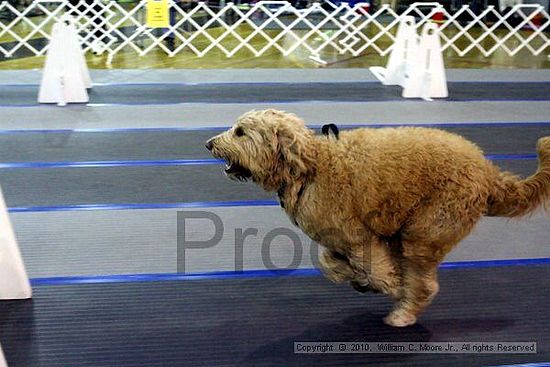 MCRD Unplugged Flyball Tournement<br />March 21st, 2010