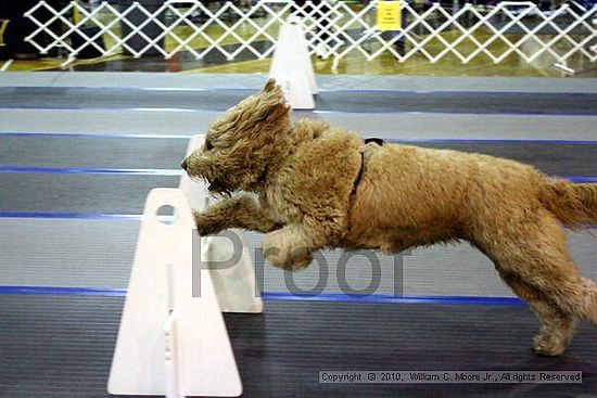 MCRD Unplugged Flyball Tournement<br />March 21st, 2010