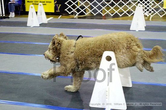 MCRD Unplugged Flyball Tournement<br />March 21st, 2010