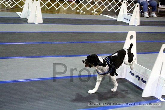 MCRD Unplugged Flyball Tournement<br />March 21st, 2010