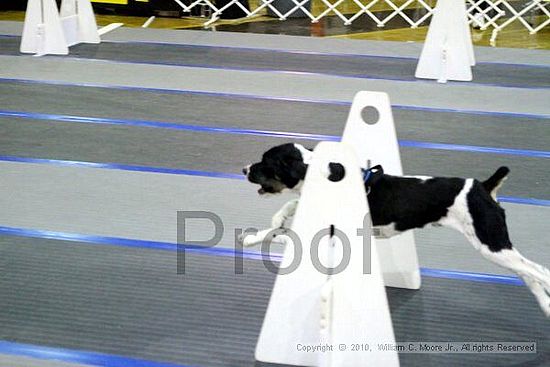 MCRD Unplugged Flyball Tournement<br />March 21st, 2010