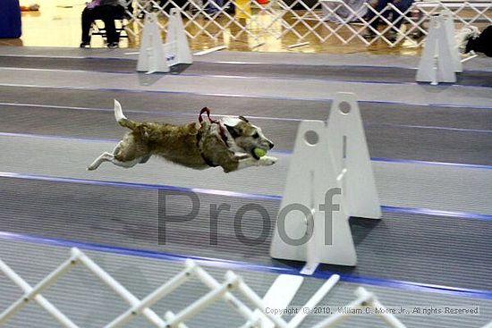 MCRD Unplugged Flyball Tournement<br />March 21st, 2010