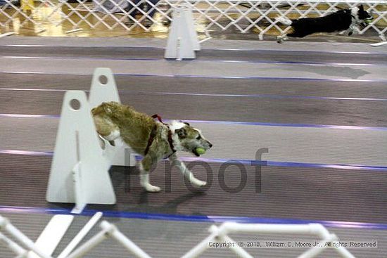 MCRD Unplugged Flyball Tournement<br />March 21st, 2010