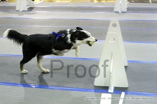 MCRD Unplugged Flyball Tournement<br />March 21st, 2010