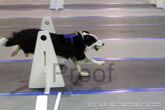 MCRD Unplugged Flyball Tournement<br />March 21st, 2010