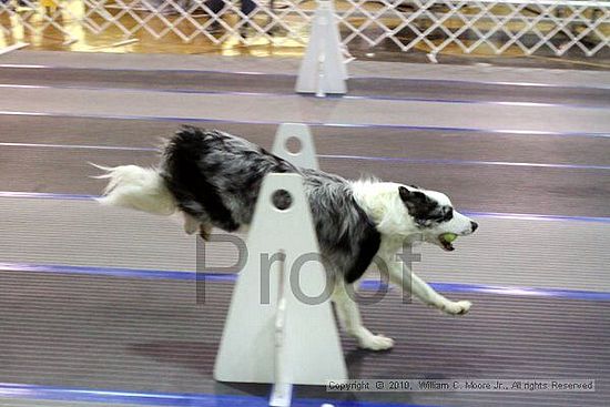 MCRD Unplugged Flyball Tournement<br />March 21st, 2010