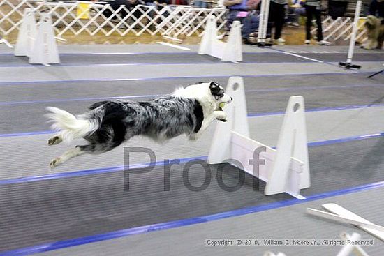 MCRD Unplugged Flyball Tournement<br />March 21st, 2010