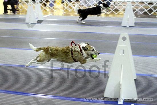 MCRD Unplugged Flyball Tournement<br />March 21st, 2010