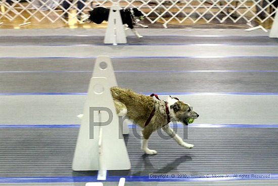 MCRD Unplugged Flyball Tournement<br />March 21st, 2010