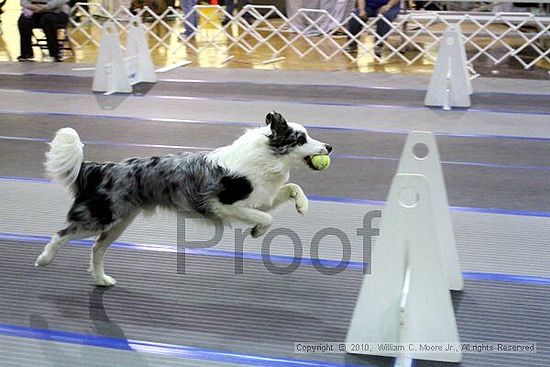 MCRD Unplugged Flyball Tournement<br />March 21st, 2010