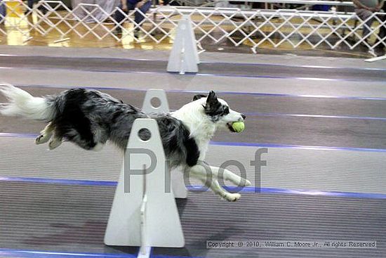 MCRD Unplugged Flyball Tournement<br />March 21st, 2010