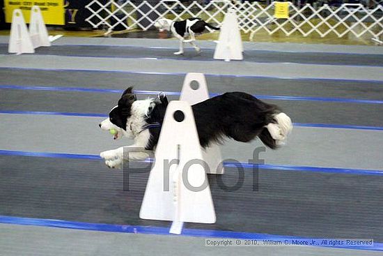 MCRD Unplugged Flyball Tournement<br />March 21st, 2010