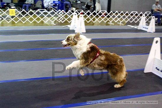 MCRD Unplugged Flyball Tournement<br />March 21st, 2010