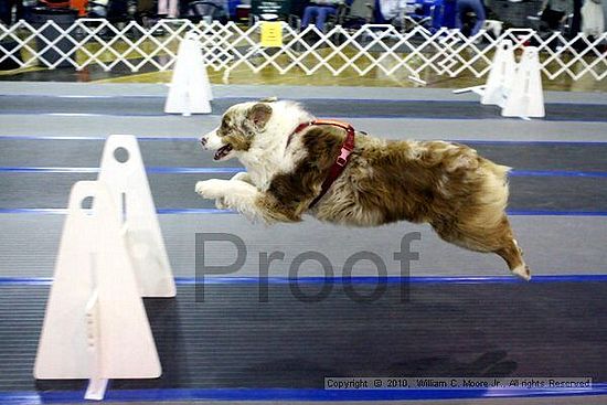 MCRD Unplugged Flyball Tournement<br />March 21st, 2010