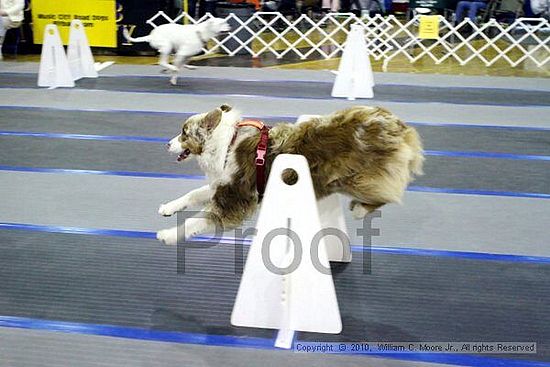 MCRD Unplugged Flyball Tournement<br />March 21st, 2010