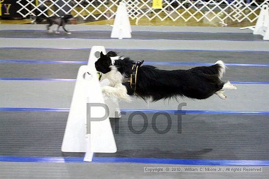 MCRD Unplugged Flyball Tournement<br />March 21st, 2010