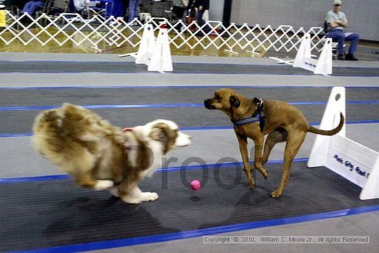 MCRD Unplugged Flyball Tournement<br />March 21st, 2010