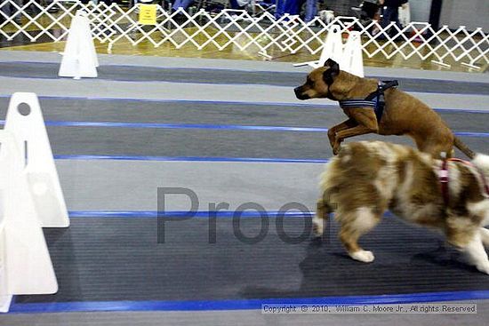 MCRD Unplugged Flyball Tournement<br />March 21st, 2010