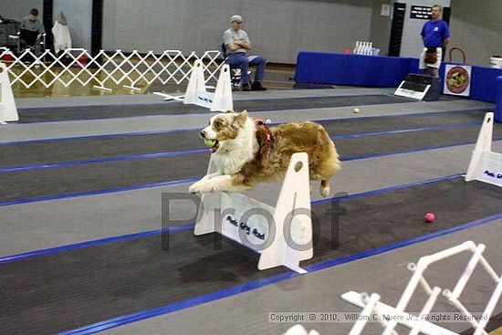 MCRD Unplugged Flyball Tournement<br />March 21st, 2010