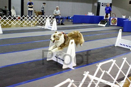 MCRD Unplugged Flyball Tournement<br />March 21st, 2010