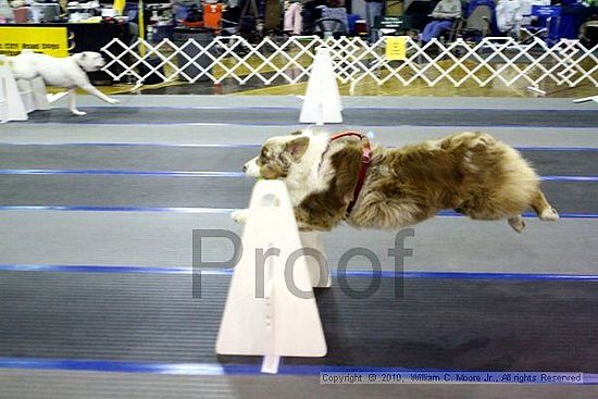 MCRD Unplugged Flyball Tournement<br />March 21st, 2010