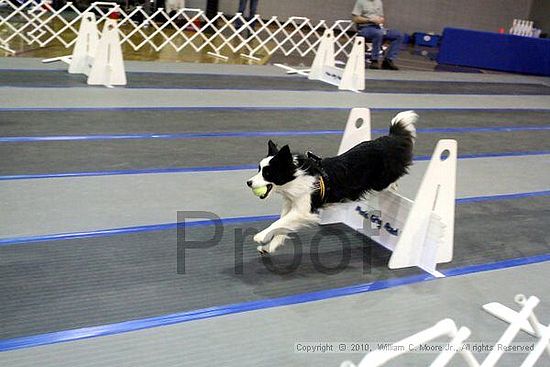 MCRD Unplugged Flyball Tournement<br />March 21st, 2010