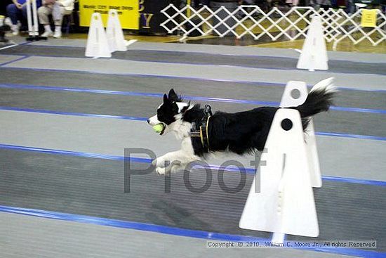 MCRD Unplugged Flyball Tournement<br />March 21st, 2010