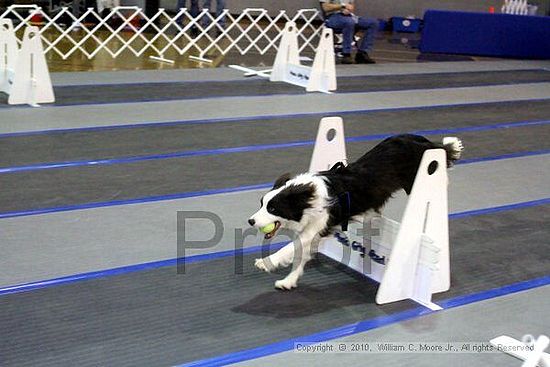 MCRD Unplugged Flyball Tournement<br />March 21st, 2010