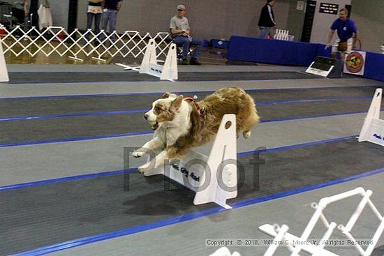 MCRD Unplugged Flyball Tournement<br />March 21st, 2010