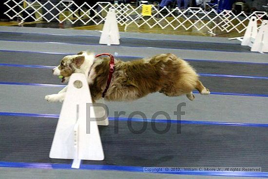 MCRD Unplugged Flyball Tournement<br />March 21st, 2010