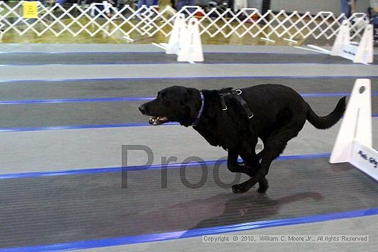 MCRD Unplugged Flyball Tournement<br />March 21st, 2010