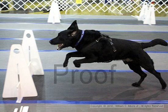 MCRD Unplugged Flyball Tournement<br />March 21st, 2010