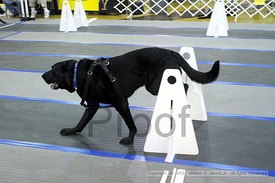 MCRD Unplugged Flyball Tournement<br />March 21st, 2010