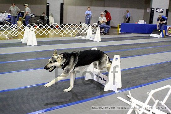 MCRD Unplugged Flyball Tournement<br />March 21st, 2010