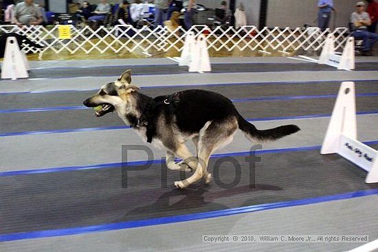 MCRD Unplugged Flyball Tournement<br />March 21st, 2010