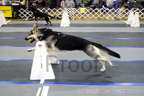 MCRD Unplugged Flyball Tournement<br />March 21st, 2010