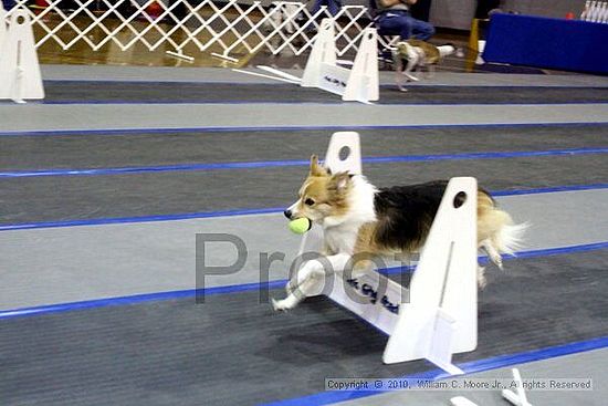 MCRD Unplugged Flyball Tournement<br />March 21st, 2010