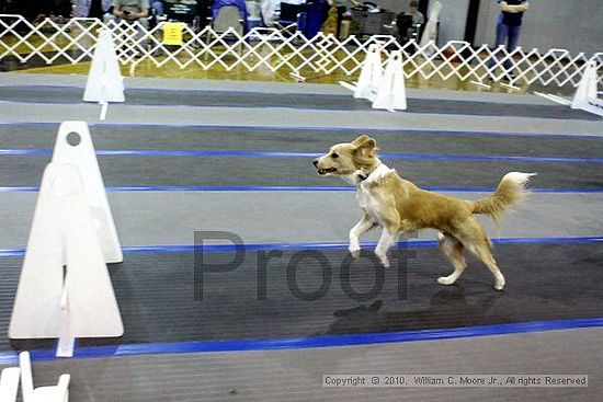 MCRD Unplugged Flyball Tournement<br />March 21st, 2010