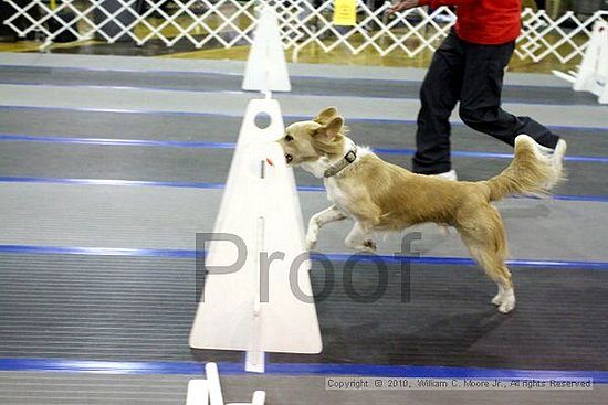 MCRD Unplugged Flyball Tournement<br />March 21st, 2010