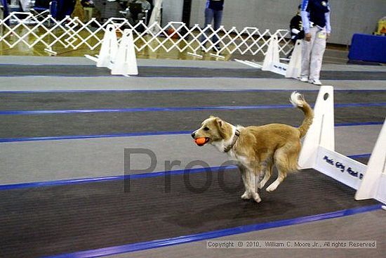 MCRD Unplugged Flyball Tournement<br />March 21st, 2010