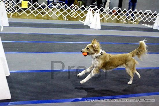 MCRD Unplugged Flyball Tournement<br />March 21st, 2010