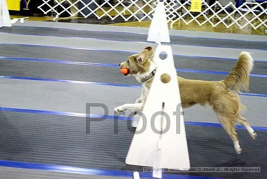 MCRD Unplugged Flyball Tournement<br />March 21st, 2010