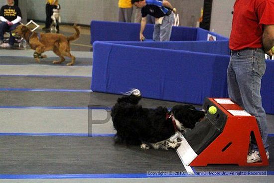 MCRD Unplugged Flyball Tournement<br />March 21st, 2010