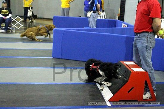 MCRD Unplugged Flyball Tournement<br />March 21st, 2010