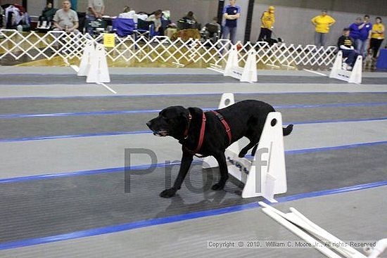 MCRD Unplugged Flyball Tournement<br />March 21st, 2010