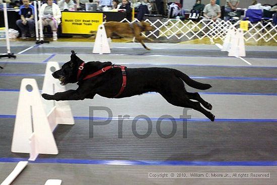 MCRD Unplugged Flyball Tournement<br />March 21st, 2010