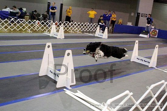 MCRD Unplugged Flyball Tournement<br />March 21st, 2010