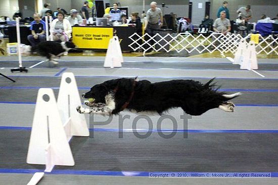 MCRD Unplugged Flyball Tournement<br />March 21st, 2010