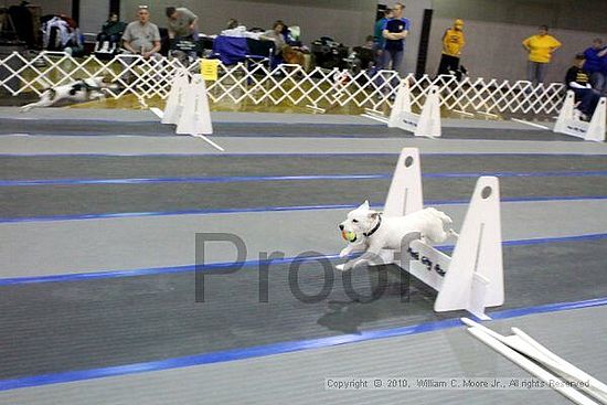 MCRD Unplugged Flyball Tournement<br />March 21st, 2010